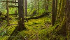 Rainier National Park Forest.jpg